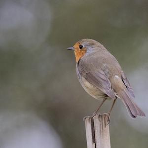 European Robin