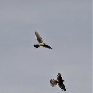 Common Kestrel