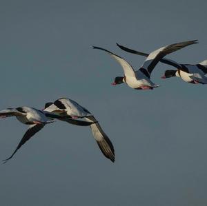 Common Shelduck