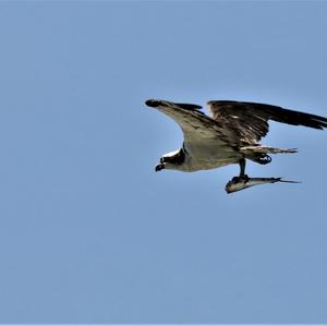 Osprey