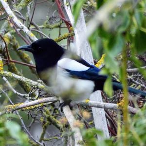 Black-billed Magpie