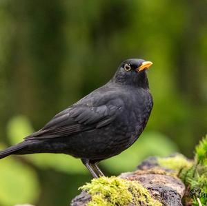 Eurasian Blackbird