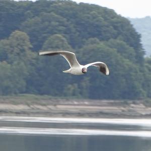 Black-headed Gull