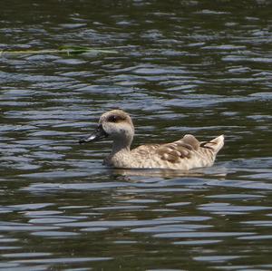 Marbled Teal