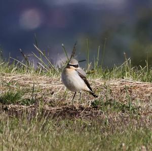 Northern Wheatear