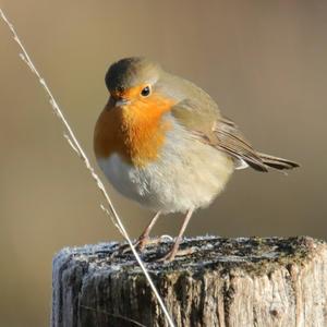 European Robin