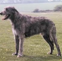 Irish Wolfhound