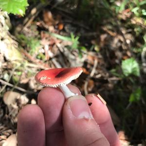 Emetic Russula