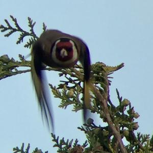 European Goldfinch