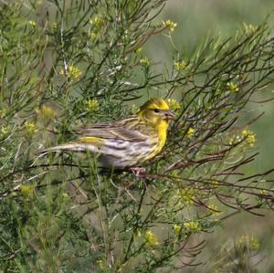 European Serin