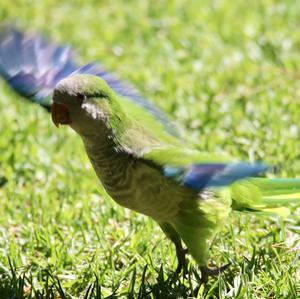 Monk Parakeet