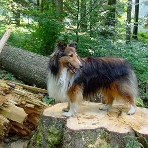 Shetland Sheepdog