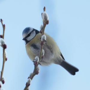 Blue Tit