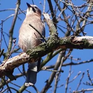 Eurasian Jay