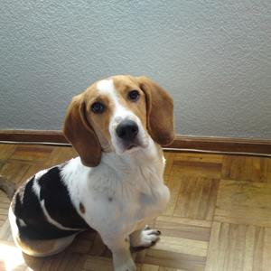 Beagle