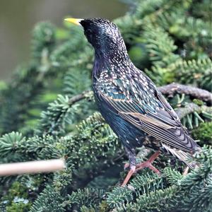 Common Starling