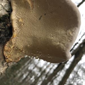 Resinous Polypore