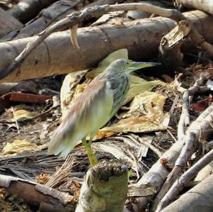 Indian Pond-heron