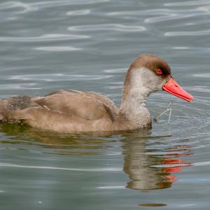 Red-crested Pochard