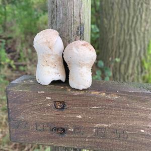 Pestle-shaped Puffball