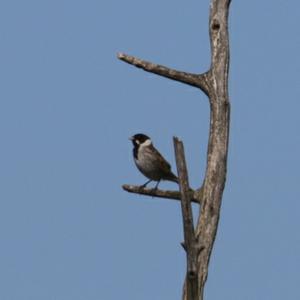 Reed Bunting