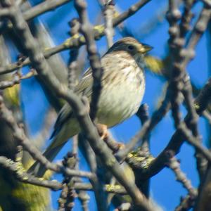 Corn Bunting