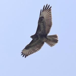 Common Buzzard