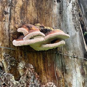 Resinous Polypore