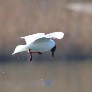 Black-headed Gull