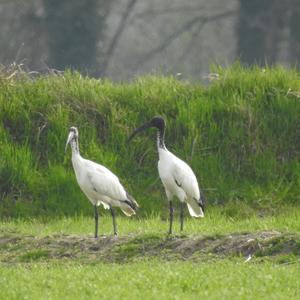 African Sacred Ibis