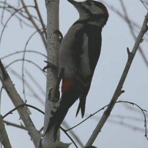 Great Spotted Woodpecker