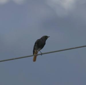 Black Redstart