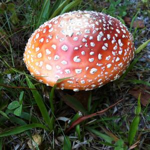 Fly Agaric