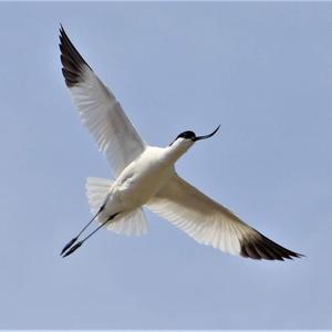 Pied Avocet