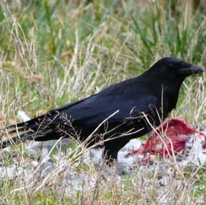 Common Raven