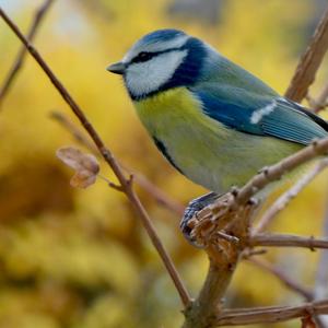 Blue Tit