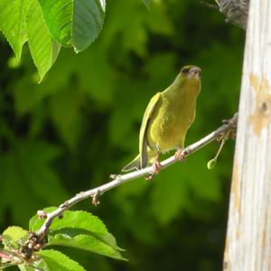 European Greenfinch