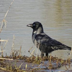 Hooded Crow