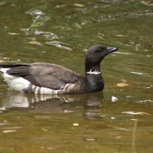 Brent Goose