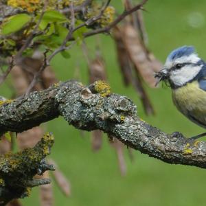 Blue Tit