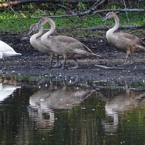 Mute Swan