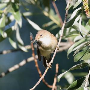 Eurasian Reed-warbler