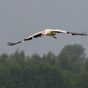 White Stork