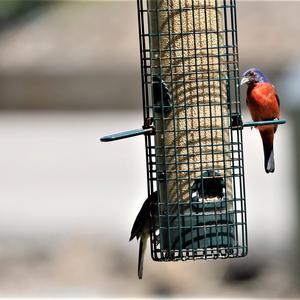 Painted Bunting