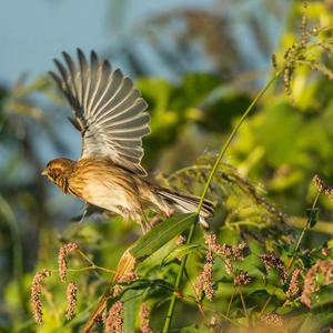 Reed Bunting