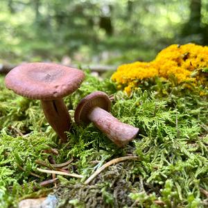 Camphor-scented Milk-cap