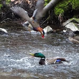 Mandarin Duck