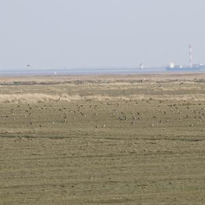 Eurasian Golden Plover