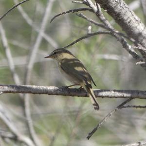 Common Chiffchaff