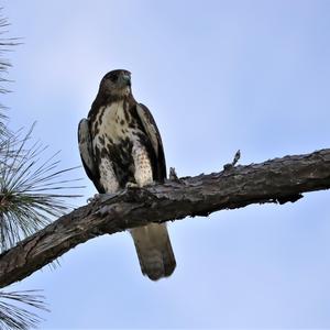 Red-tailed Hawk